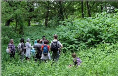 plantes comestibles ?