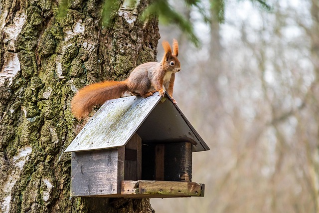 Ecureuil et nichoir