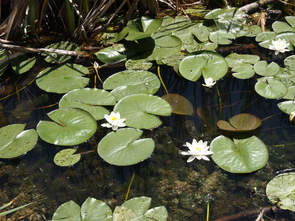 scabieuses et graminées