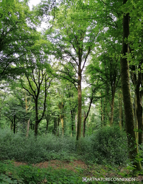 forêt bruissante